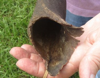 B-Grade Kudu horn for sale measuring 20 inches, for $20