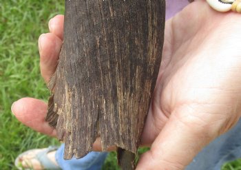 B-Grade Kudu horn for sale measuring 20 inches, for $20