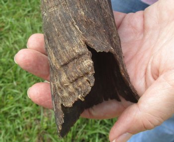 B-Grade Kudu horn for sale measuring 20 inches, for $20