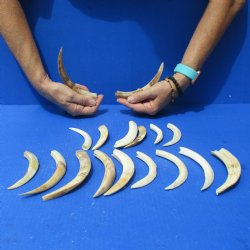 1 lb of Lower Split Warthog Tusks - $50