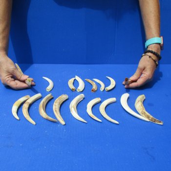 1 lb of Lower Split Warthog Tusks - $50