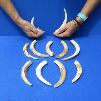 1 lb of Lower Split Warthog Tusks - $50