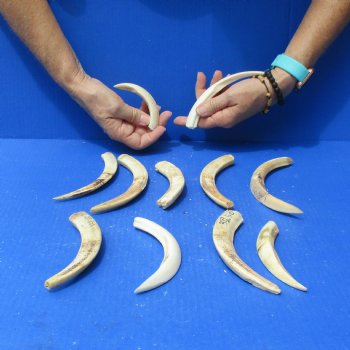 1 lb of Lower Split Warthog Tusks - $50
