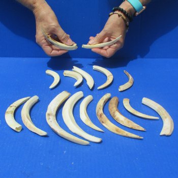 1 lb of Lower Split Warthog Tusks - $50