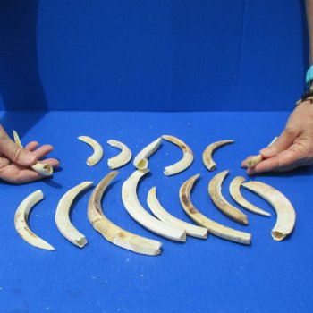 1 lb of Lower Split Warthog Tusks - $50