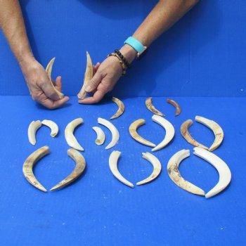 1 lb of Lower Split Warthog Tusks - $50