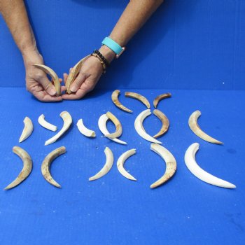 1 lb of Lower Split Warthog Tusks - $50