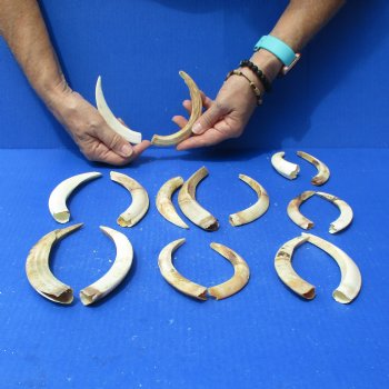 1 lb of Lower Split Warthog Tusks - $50