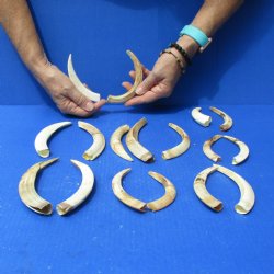1 lb of Lower Split Warthog Tusks - $50