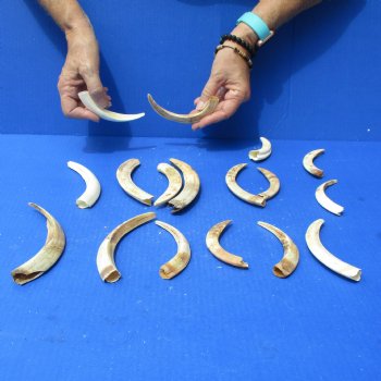 1 lb of Lower Split Warthog Tusks - $50