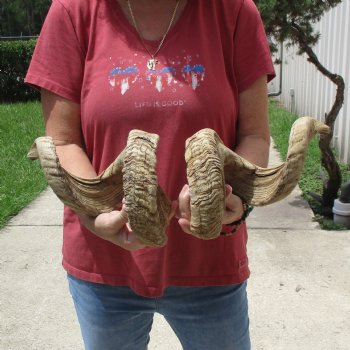 32 inch matching pair of ram sheep horns for sale $65/pair