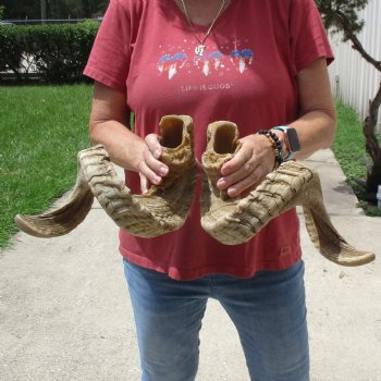 32 inch matching pair of ram sheep horns for sale $65/pair