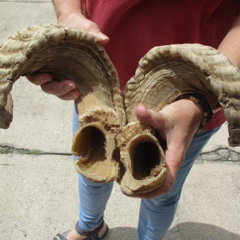 32 inch matching pair of ram sheep horns for sale $65/pair