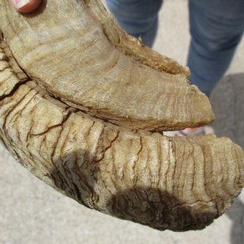 32 inch matching pair of ram sheep horns for sale $65/pair