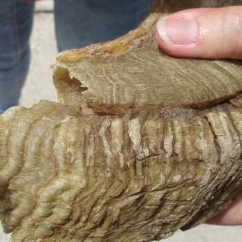 32 inch matching pair of ram sheep horns for sale $65/pair