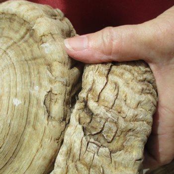 32 inch matching pair of ram sheep horns for sale $65/pair