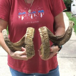 32 inch matching pair of ram sheep horns for sale $65/pair