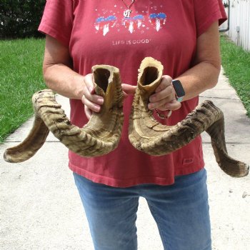 32 inch matching pair of ram sheep horns for sale $65/pair