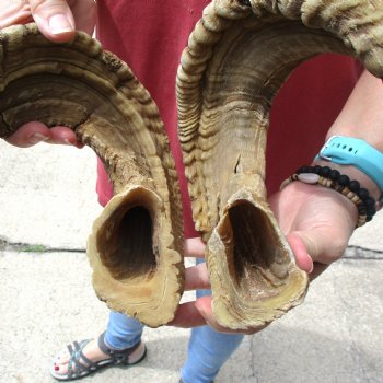32 inch matching pair of ram sheep horns for sale $65/pair