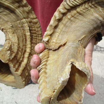 32 inch matching pair of ram sheep horns for sale $65/pair