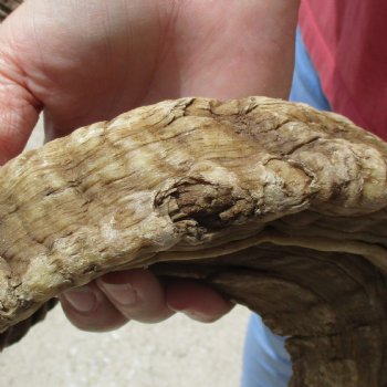 32 inch matching pair of ram sheep horns for sale $65/pair