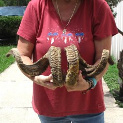 31 & 33 inch matching pair of ram sheep horns for sale $65/pair