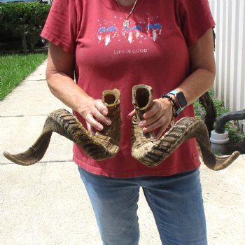 31 & 33 inch matching pair of ram sheep horns for sale $65/pair