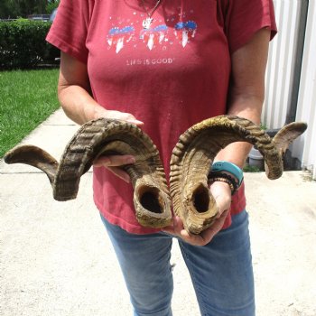 31 & 33 inch matching pair of ram sheep horns for sale $65/pair