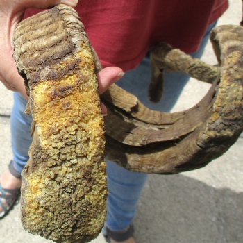 31 & 33 inch matching pair of ram sheep horns for sale $65/pair