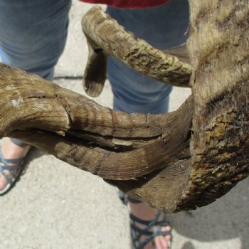 31 & 33 inch matching pair of ram sheep horns for sale $65/pair