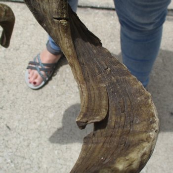 31 & 33 inch matching pair of ram sheep horns for sale $65/pair