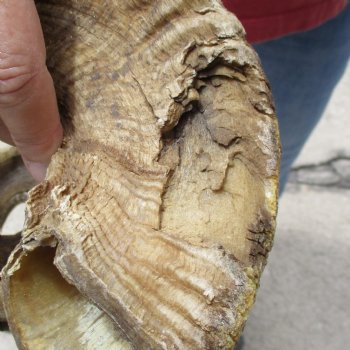 31 & 33 inch matching pair of ram sheep horns for sale $65/pair