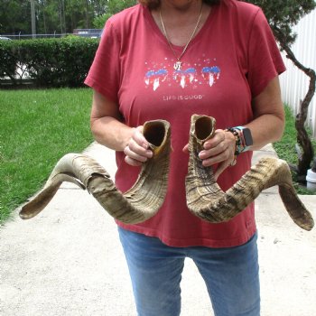 31 & 32 inch matching pair of ram sheep horns for sale $65/pair