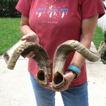 31 & 32 inch matching pair of ram sheep horns for sale $65/pair