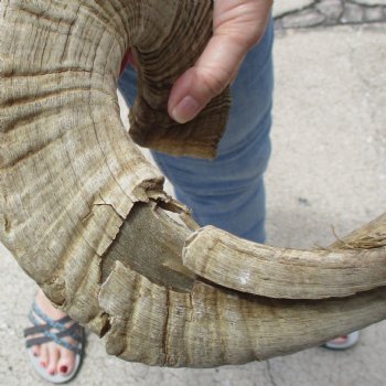 31 & 32 inch matching pair of ram sheep horns for sale $65/pair