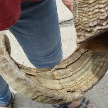 31 & 32 inch matching pair of ram sheep horns for sale $65/pair