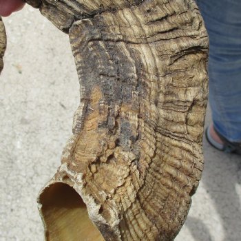 31 & 32 inch matching pair of ram sheep horns for sale $65/pair