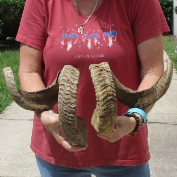 32 & 33 inch matching pair of ram sheep horns for sale $65/pair