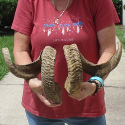 32 & 33 inch matching pair of ram sheep horns for sale $65/pair