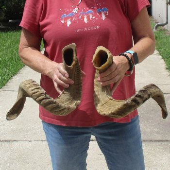 32 & 33 inch matching pair of ram sheep horns for sale $65/pair