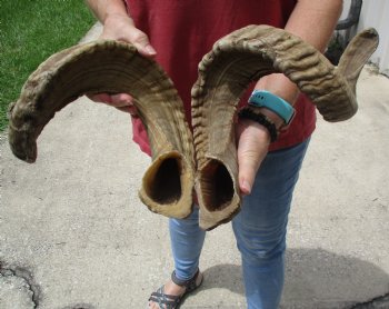 32 & 33 inch matching pair of ram sheep horns for sale $65/pair