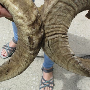 32 & 33 inch matching pair of ram sheep horns for sale $65/pair