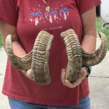 32 & 34 inch matching pair of ram sheep horns for sale $65/pair