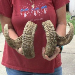 32 & 34 inch matching pair of ram sheep horns for sale $65/pair