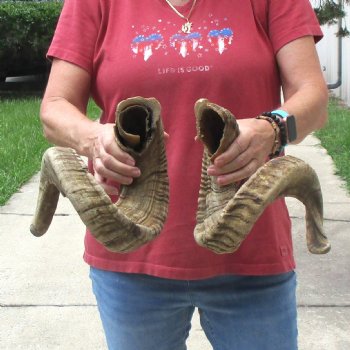32 & 34 inch matching pair of ram sheep horns for sale $65/pair