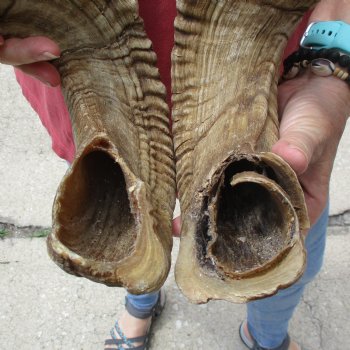 32 & 34 inch matching pair of ram sheep horns for sale $65/pair