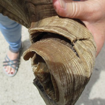 32 & 34 inch matching pair of ram sheep horns for sale $65/pair