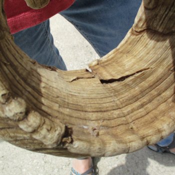 32 & 34 inch matching pair of ram sheep horns for sale $65/pair