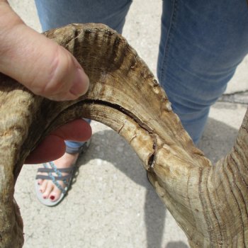 32 & 34 inch matching pair of ram sheep horns for sale $65/pair