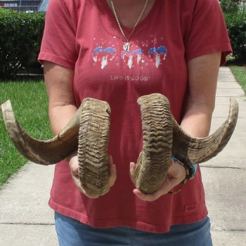 31 & 33 inch matching pair of ram sheep horns for sale $65/pair